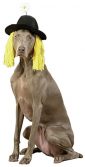 Daisy Derby Hat with Hair Pet Costume