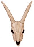 Decoration Gazelle Skeleton Head-New Can Hang On Wall