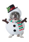 Dog Snowman Costume