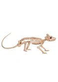 Mini Skeleton Rat