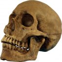 Resin Cranium(1 In Box)