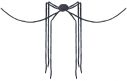 Spider Black Long Legs