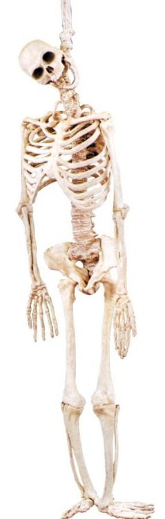 Full Body Skeleton Glowing Prop