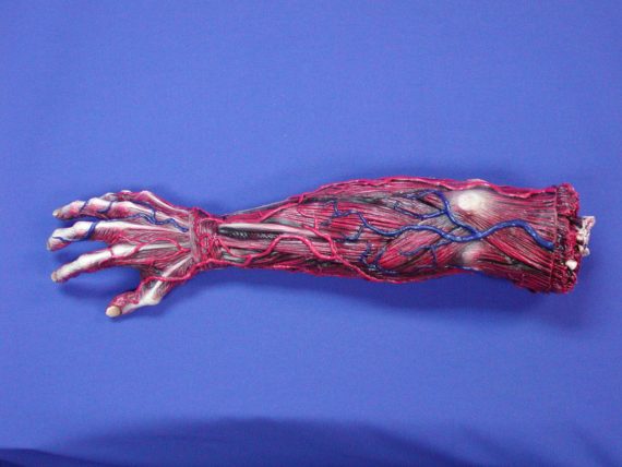 Skinned Right Arm